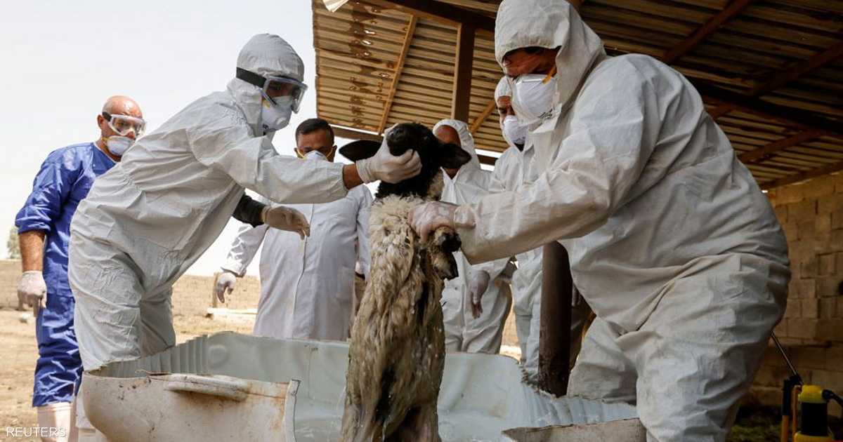 ارتفاع وفيات الحمى النزفية في العراق خلال العام الحالي