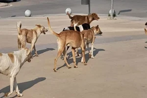 الكلاب الضالة تهدد الصحة العامة: تحذيرات من تفاقم الأزمة